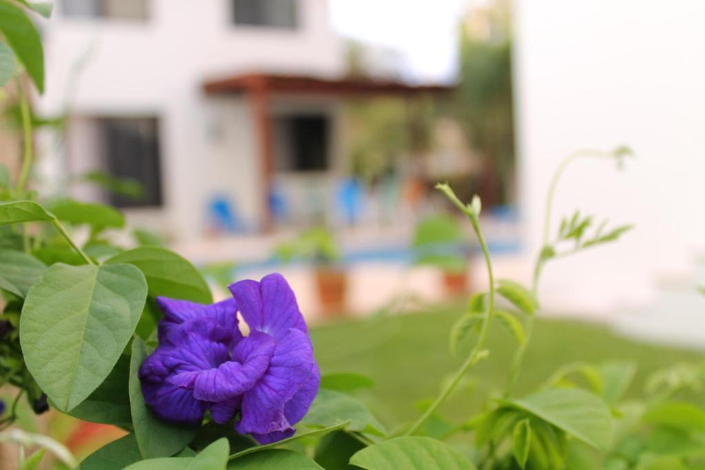 Green Oasis Home Boutique Playa del Carmen Zimmer foto