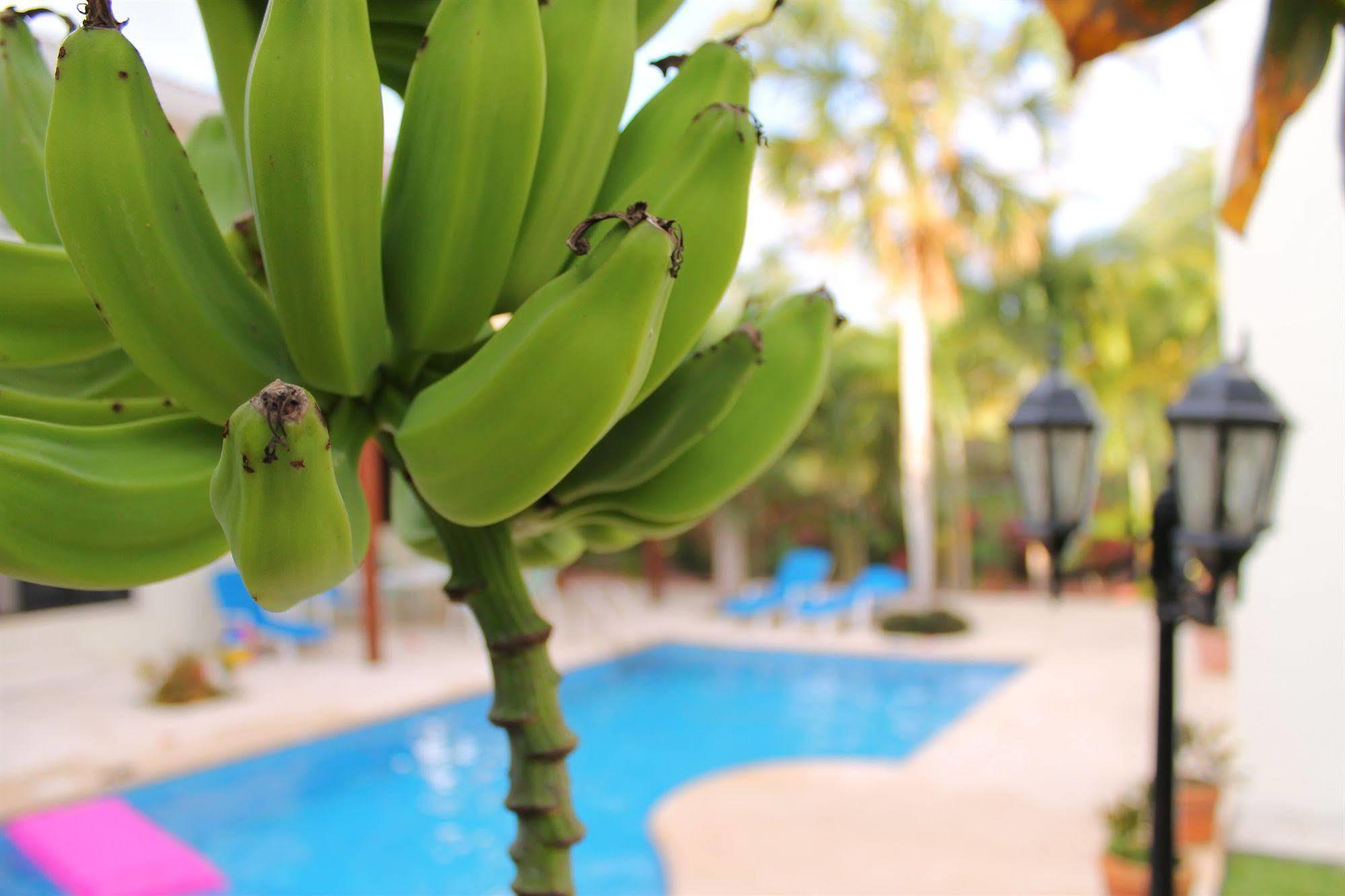 Green Oasis Home Boutique Playa del Carmen Exterior foto